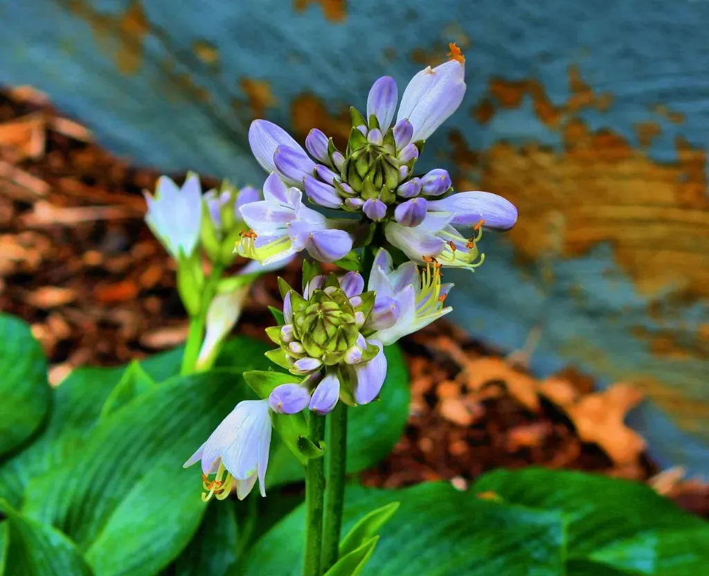 hosty w Twoim ogrodzie