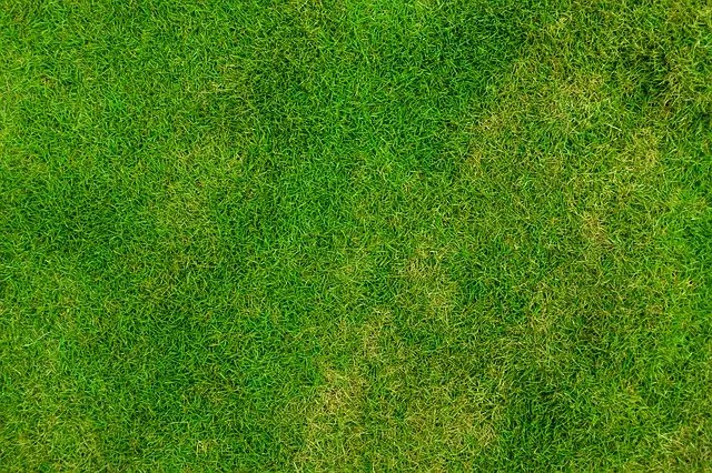 Trawy w ogrodzie nowoczesnym - sadzenie, przycinanie i dobór gatunków